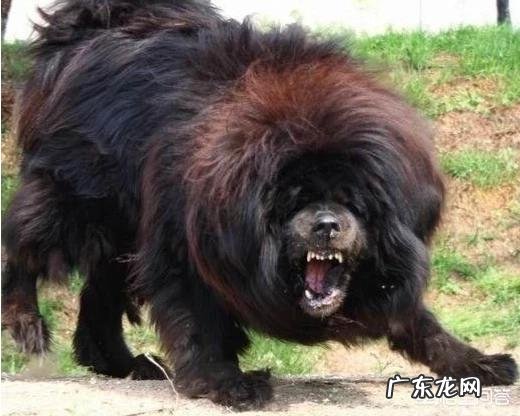 价值千万的藏獒 藏獒经济泡沫化之后,成千上万只藏獒怎么处理