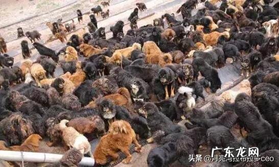 价值千万的藏獒 藏獒经济泡沫化之后,成千上万只藏獒怎么处理