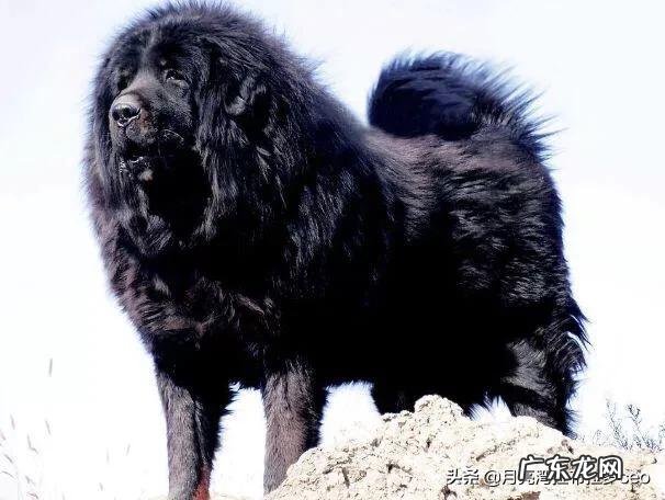 价值千万的藏獒 藏獒经济泡沫化之后,成千上万只藏獒怎么处理