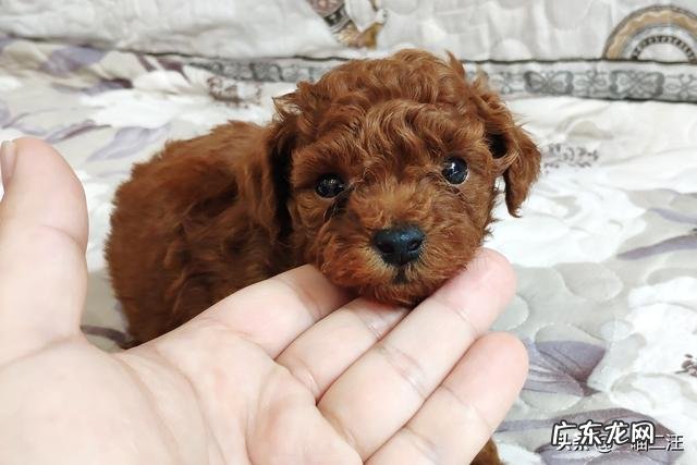 两个月小狗到家一般第几天不会叫 小狗到家一般会先叫几天吗