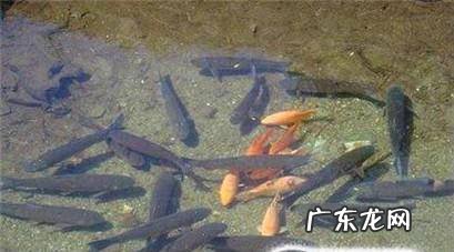 怎么在家里建水池养鱼