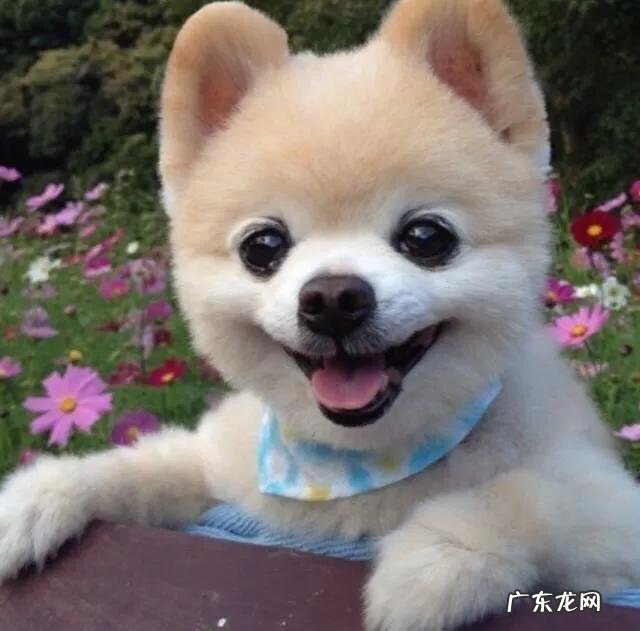 狗狗能喝开水吗 狗狗喝的水要烧开吗