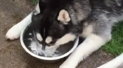 狗狗能喝开水吗 狗狗喝的水要烧开吗