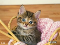 猫不让人抱有什么办法 猫咪不让人抱，怎么办
