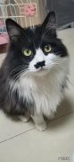 别人养过的猫有什么注意点 你家养猫都有哪些奇怪的习惯