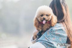 泰迪狗讨厌主人的表现 有人说泰迪狗狗很容易记仇，它究竟喜欢什么样的主人呢