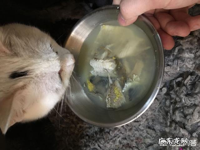 当我离开时你能帮我照顾我的宠物狗吗 宠物知道你是在照顾它吗