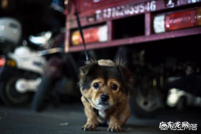 狗会非常害怕一些人 你认为对狗狗来说，什么事情最可怕