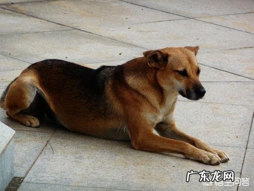 土狗忠诚吗 为什么土狗对主人非常忠诚