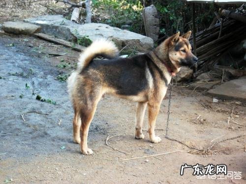 土狗忠诚吗 为什么土狗对主人非常忠诚