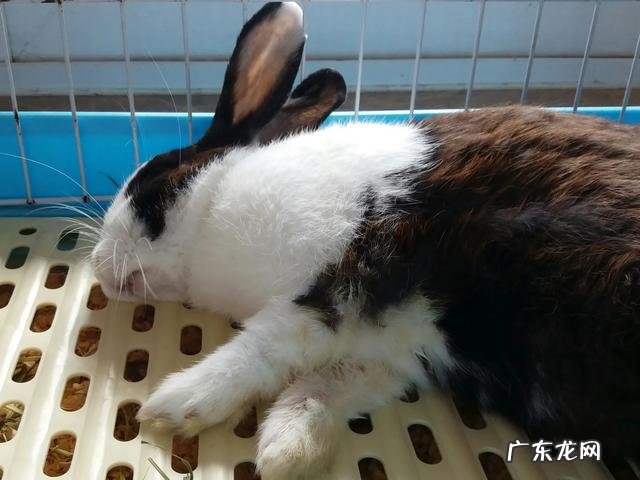 家里养一只兔子好还是一对 家里有一只兔兔是什么样的体验
