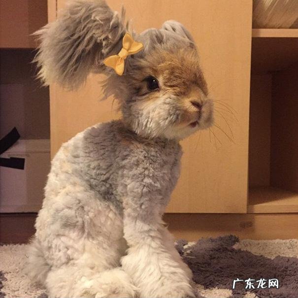 家里养一只兔子好还是一对 家里有一只兔兔是什么样的体验