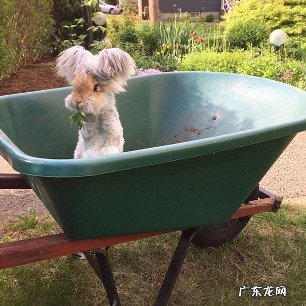 家里养一只兔子好还是一对 家里有一只兔兔是什么样的体验