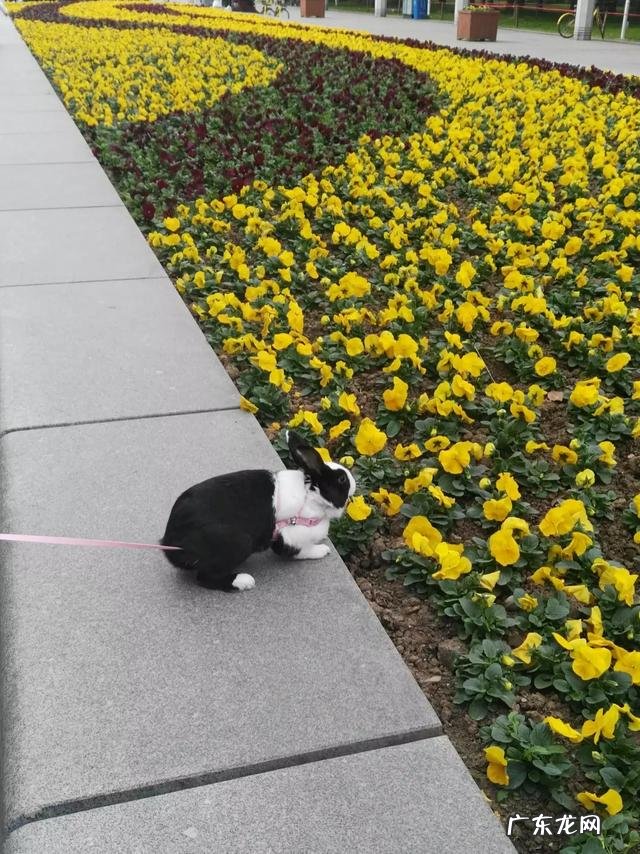 家里养一只兔子好还是一对 家里有一只兔兔是什么样的体验