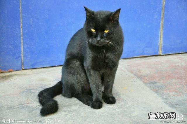 中华田园猫花色 中华田园猫有什么颜色