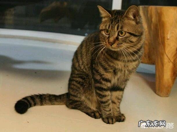 中华田园猫花色 中华田园猫有什么颜色