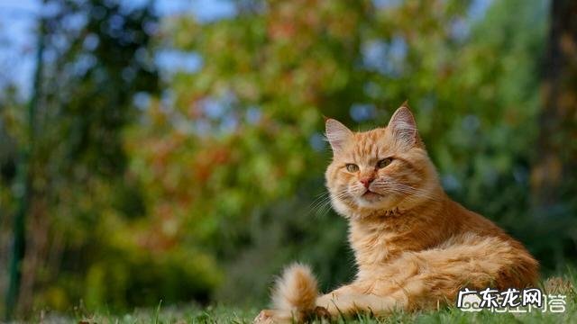 中华田园猫花色 中华田园猫有什么颜色