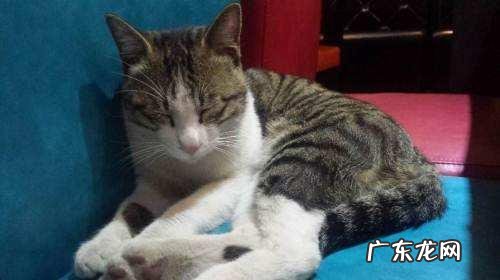 中华田园猫花色 中华田园猫有什么颜色