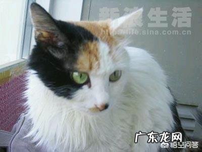 中华田园猫花色 中华田园猫有什么颜色