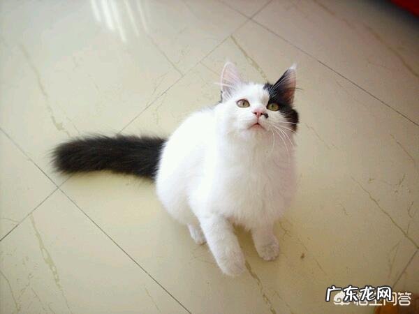 中华田园猫花色 中华田园猫有什么颜色