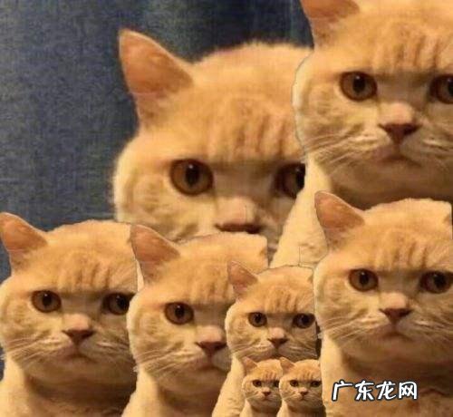 中华田园猫花色 中华田园猫有什么颜色