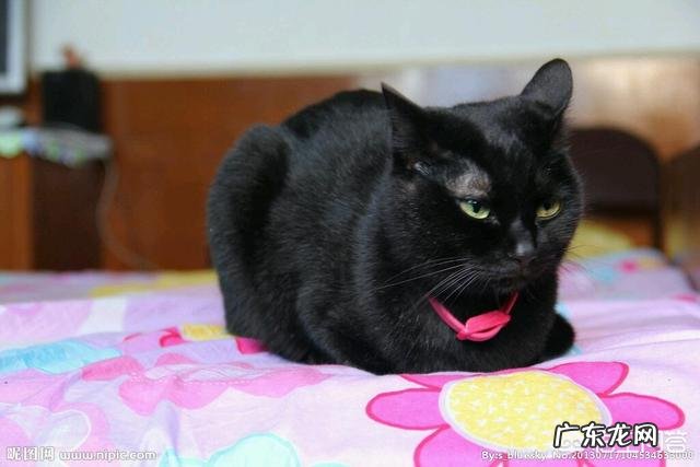 中华田园猫花色 中华田园猫有什么颜色