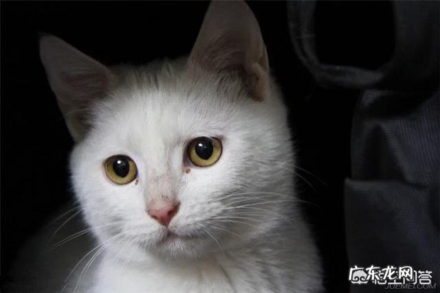 中华田园猫花色 中华田园猫有什么颜色