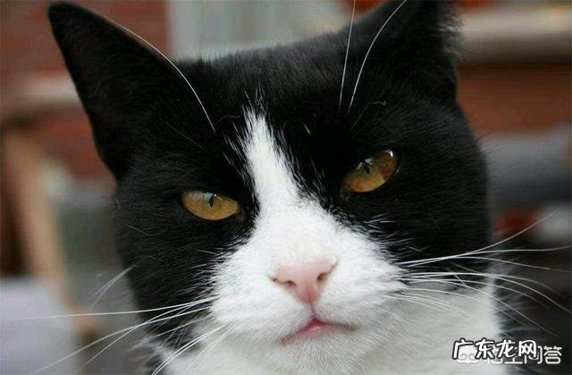 中华田园猫花色 中华田园猫有什么颜色