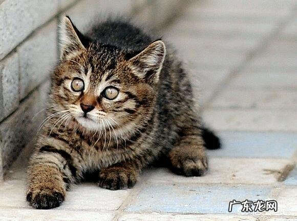 中华田园猫花色 中华田园猫有什么颜色