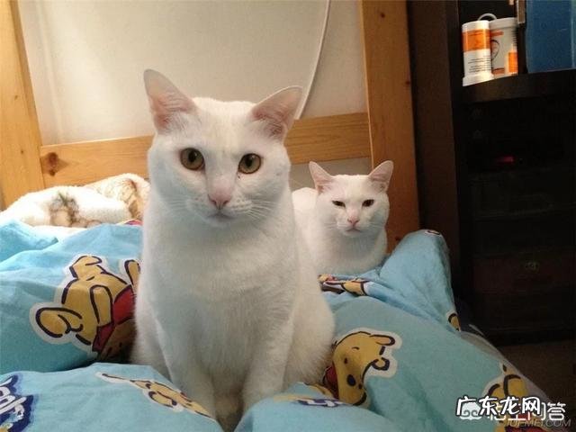 中华田园猫花色 中华田园猫有什么颜色