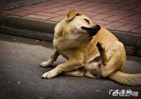 怎么判断猫咪是否有跳蚤 如何判断狗狗是否有跳蚤