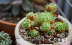 山地玫瑰干枯了怎么办 山地玫瑰杆子干了是怎么回事