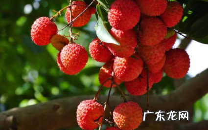 荔枝干为什么是黑的 荔枝剥开根部是黑渣怎么回事