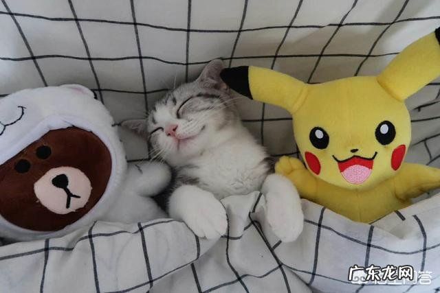 猫咪晚上自己睡好还是和人睡好 猫咪晚上睡觉的时候和人在一起睡这样好吗