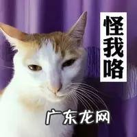 你家的宠物到底有多作