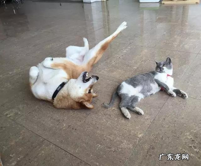 你家的宠物到底有多作