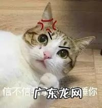 你家的宠物到底有多作