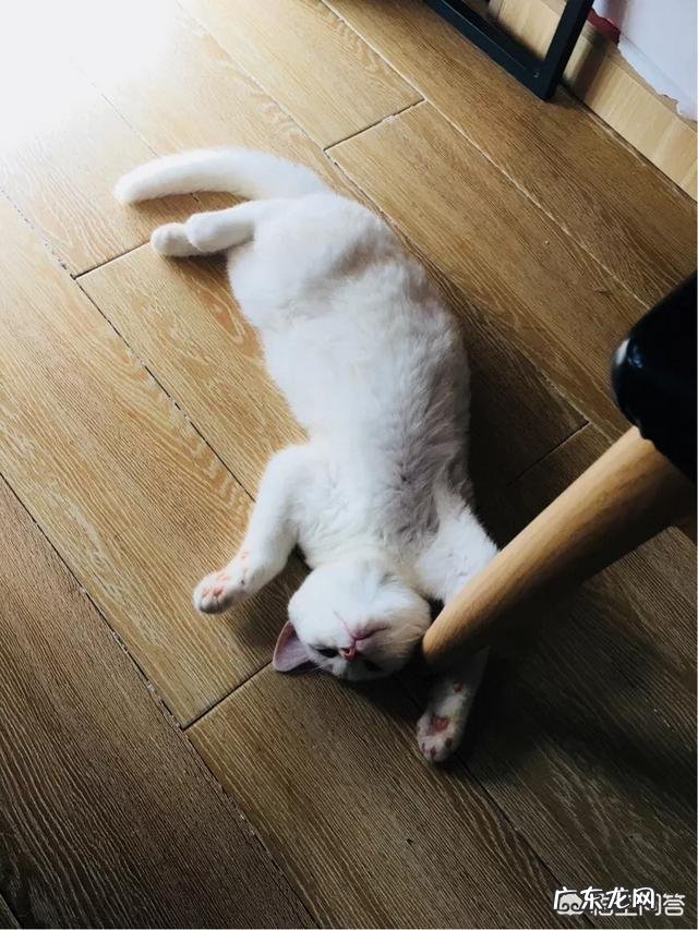 小猫会记得自己的妈妈吗 猫妈妈会思念自己的小猫吗