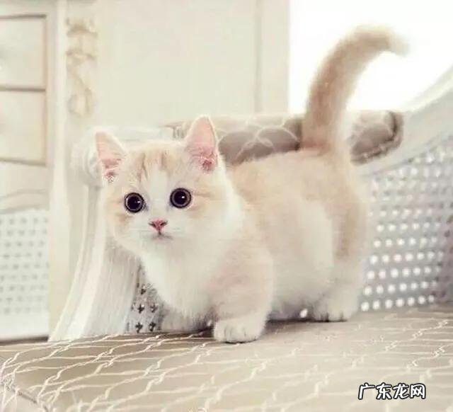 小猫会记得自己的妈妈吗 猫妈妈会思念自己的小猫吗