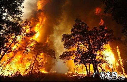 狗熊是哪个国家的国宝 作为澳大利亚的国宝考拉,为什么没有我国的国宝大熊猫有名