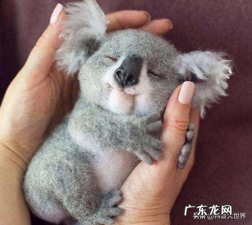 狗熊是哪个国家的国宝 作为澳大利亚的国宝考拉,为什么没有我国的国宝大熊猫有名