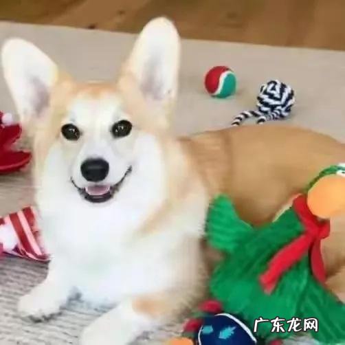 为什么狗狗听得懂人话 为什么狗能听懂人的话,那猫听不听得懂人说话