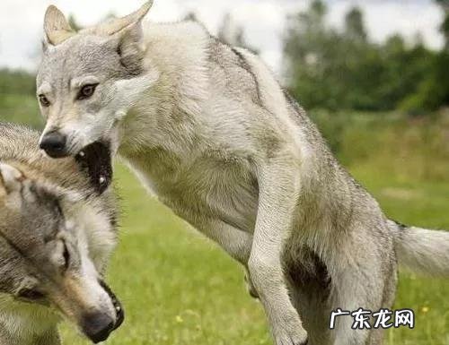 最接近狼血统的狗排行榜 世界上最优秀的四大狼犬是什么狗