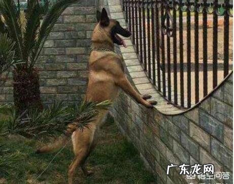 最接近狼血统的狗排行榜 世界上最优秀的四大狼犬是什么狗