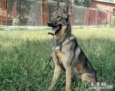 最接近狼血统的狗排行榜 世界上最优秀的四大狼犬是什么狗