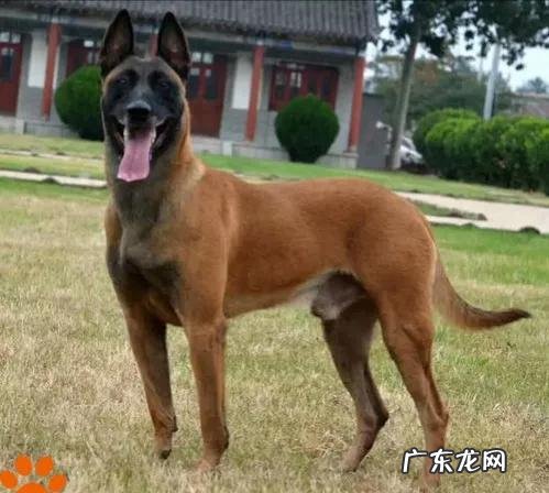 最接近狼血统的狗排行榜 世界上最优秀的四大狼犬是什么狗