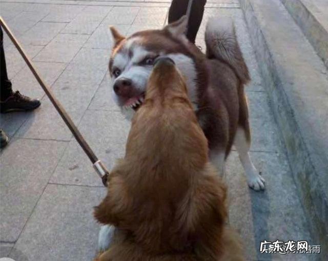 金毛会不会把泰迪配上 养狗的老铁说说，泰迪敢挑战金毛吗