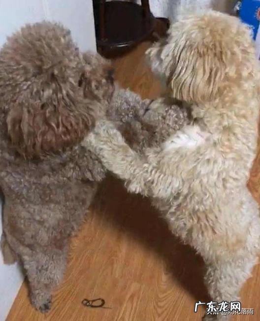 金毛会不会把泰迪配上 养狗的老铁说说，泰迪敢挑战金毛吗