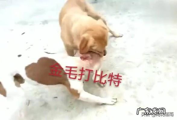 金毛会不会把泰迪配上 养狗的老铁说说，泰迪敢挑战金毛吗