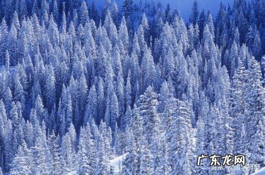 松雪的寓意
